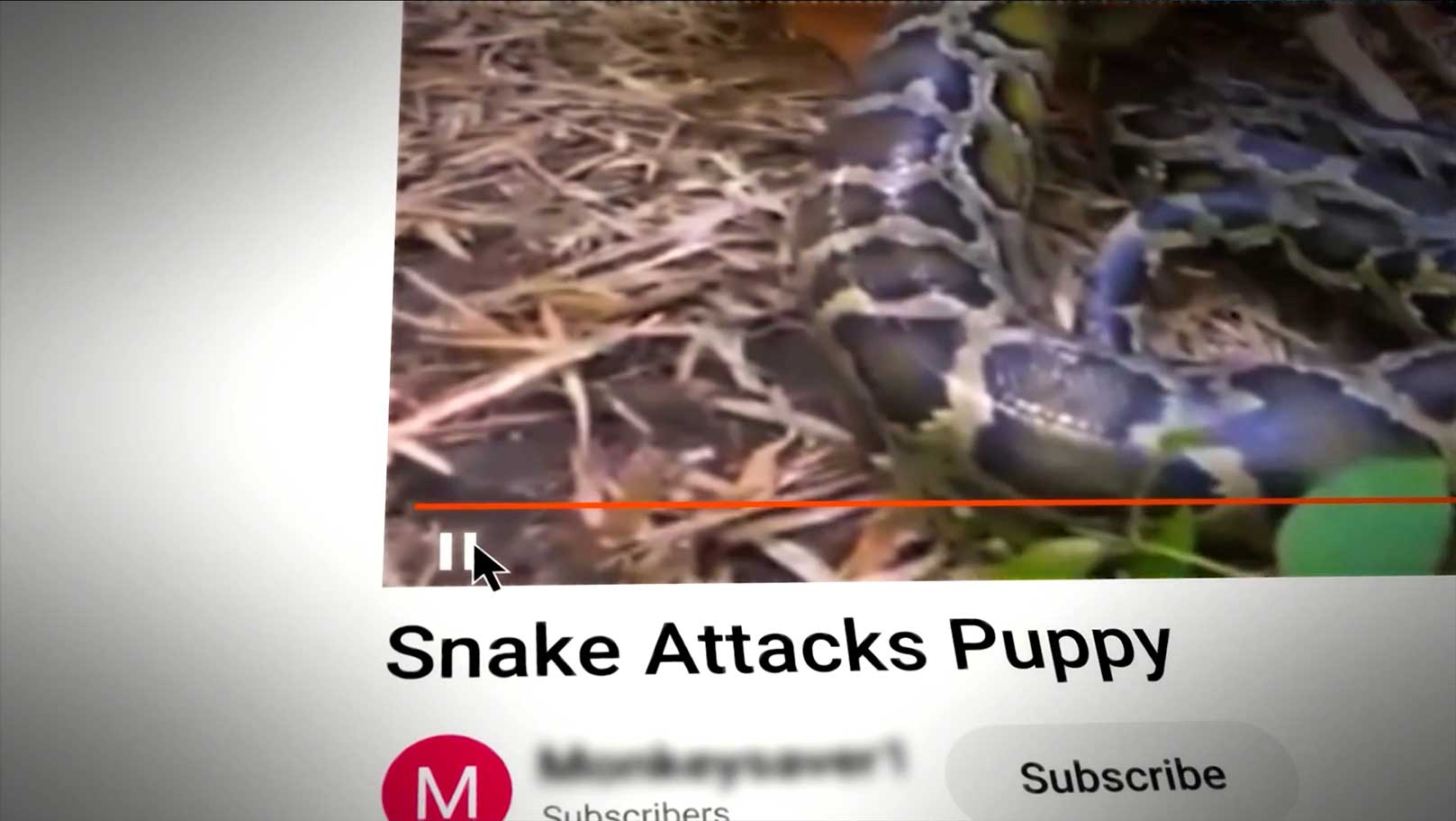 Snake-Attacks-Puppy