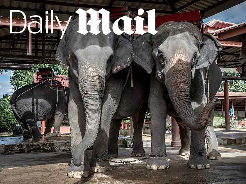 Daily-Mail-Article