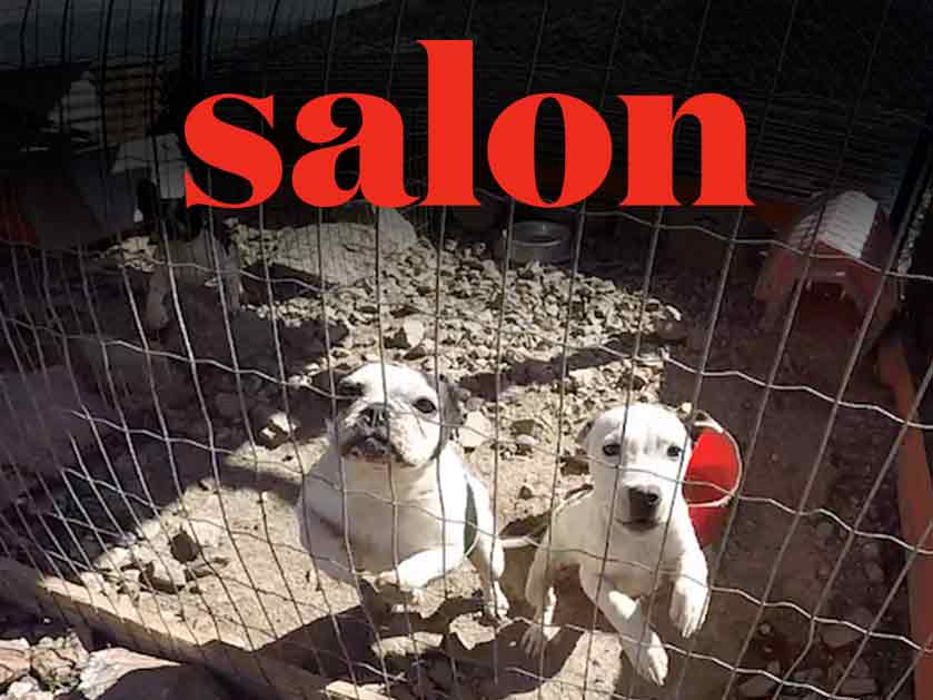 Salon-Article